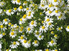 pict0040.jpg