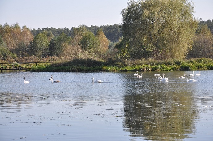 labedzieodnajpg [687x456]
