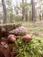 kolinskasam_1487m.jpg kolinskasam_1487m.jpg