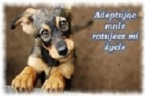 Zaadoptuj  psa
