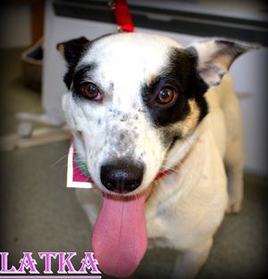 Łatka [300x313]