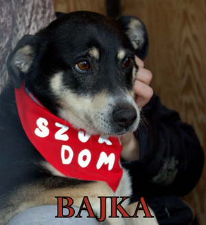 Bajka [300x327]