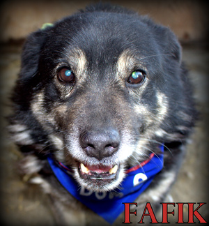 Fafik [300x324]