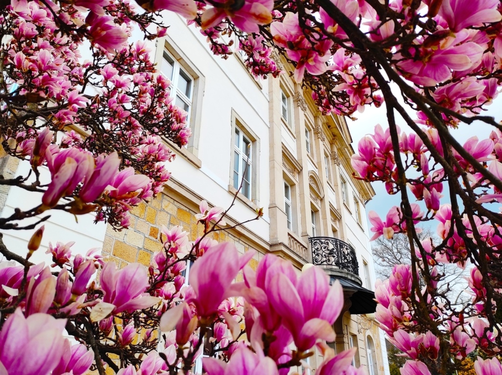 Magnolie w Brunowie fot. 1