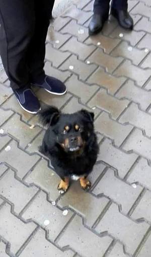 pies_z_osieczka_2jpg [300x510]