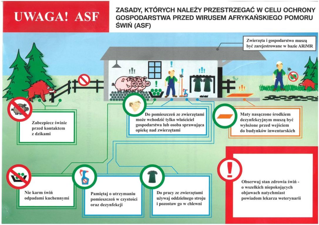 Omów Zasady Których Należy Przestrzegać Podczas Wzywania Pomocy Specjalistycznej Urząd Gminy Warlubie - Afrykański Pomór Świń (ASF) - zasady, których