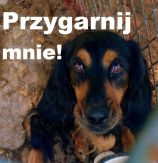 Przygarnij mnie