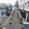 Sadzenie drzewek i krzewów przed budynkiem domu dziennego pobytu