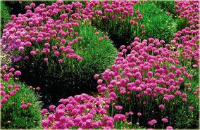 10_zawciag_nadmorski.jpg 10_zawciag_nadmorski.jpg