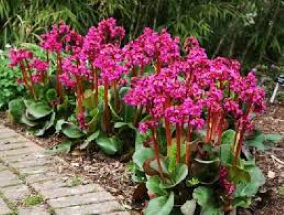 2_albamar.png 2_albamar.png