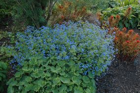4_brunnera.jpg 4_brunnera.jpg
