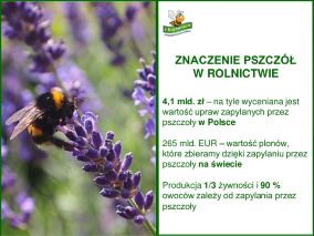 cozawdzieczamypszczolom4638_a.jpg cozawdzieczamypszczolom4638_a.jpg