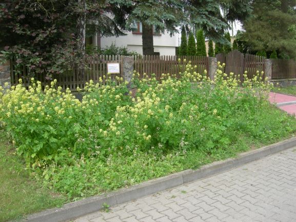 laka_kwiatowa.jpg laka_kwiatowa.jpg