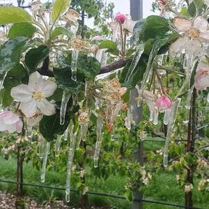 Wiosenne przymrozki Autor zdjęcia Wiatrowy sad