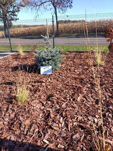  (link otworzy duże zdjęcie)