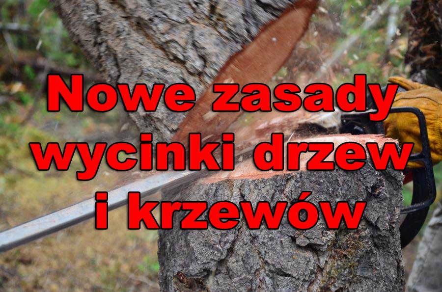 Gmina Wodzierady Usuwanie Drzew I Krzewów