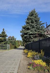  (link otworzy duże zdjęcie)