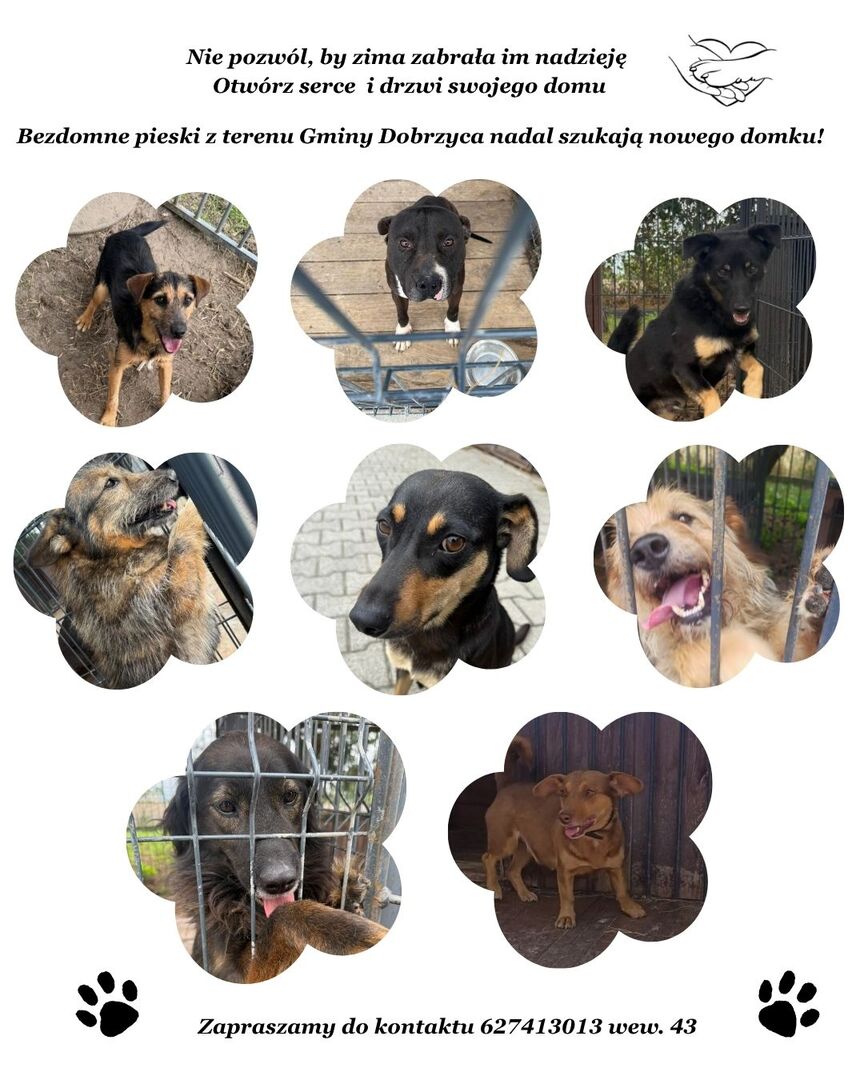 (link otworzy duże zdjęcie)