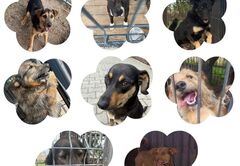 Bezdomne psy z terenu Gminy Dobrzyca szukają domu