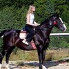 Koń
