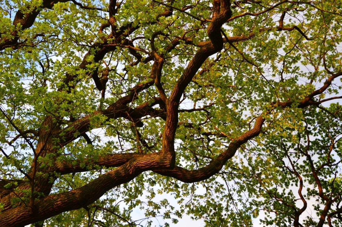 Oak Avenue