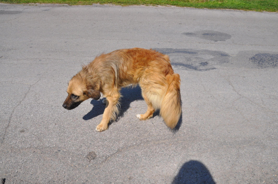 Pies do adopcji (link otworzy duże zdjęcie)