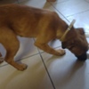 Szczeniak do adopcji (link otworzy duże zdjęcie)
