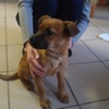 Szczeniak do adopcji (link otworzy duże zdjęcie)