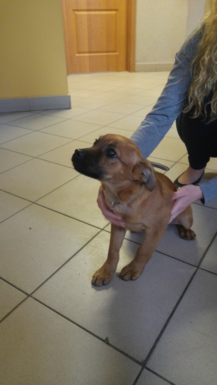 Szczeniak do adopcji (link otworzy duże zdjęcie)