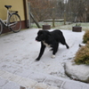 pies do adopcji (link otworzy duże zdjęcie)