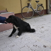 pies do adopcji (link otworzy duże zdjęcie)