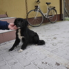 pies do adopcji (link otworzy duże zdjęcie)