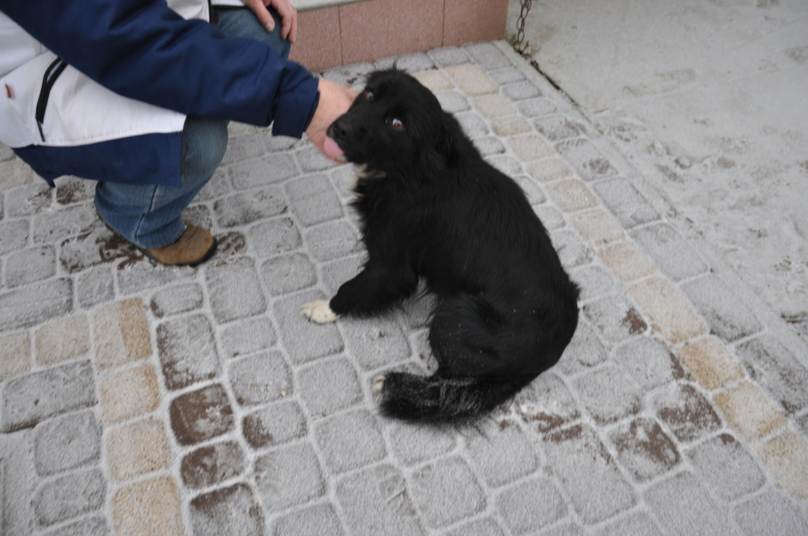 pies do adopcji (link otworzy duże zdjęcie)