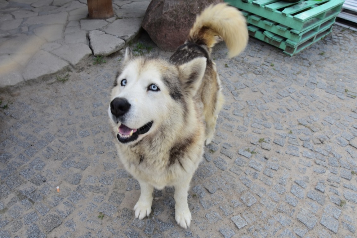 Bezdomny pies (link otworzy duże zdjęcie)