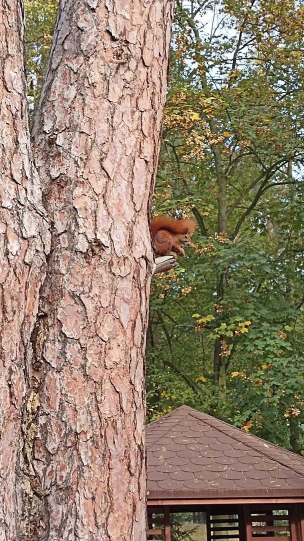 11.jpg [2604x4624]