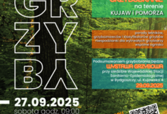  (link otworzy duże zdjęcie)