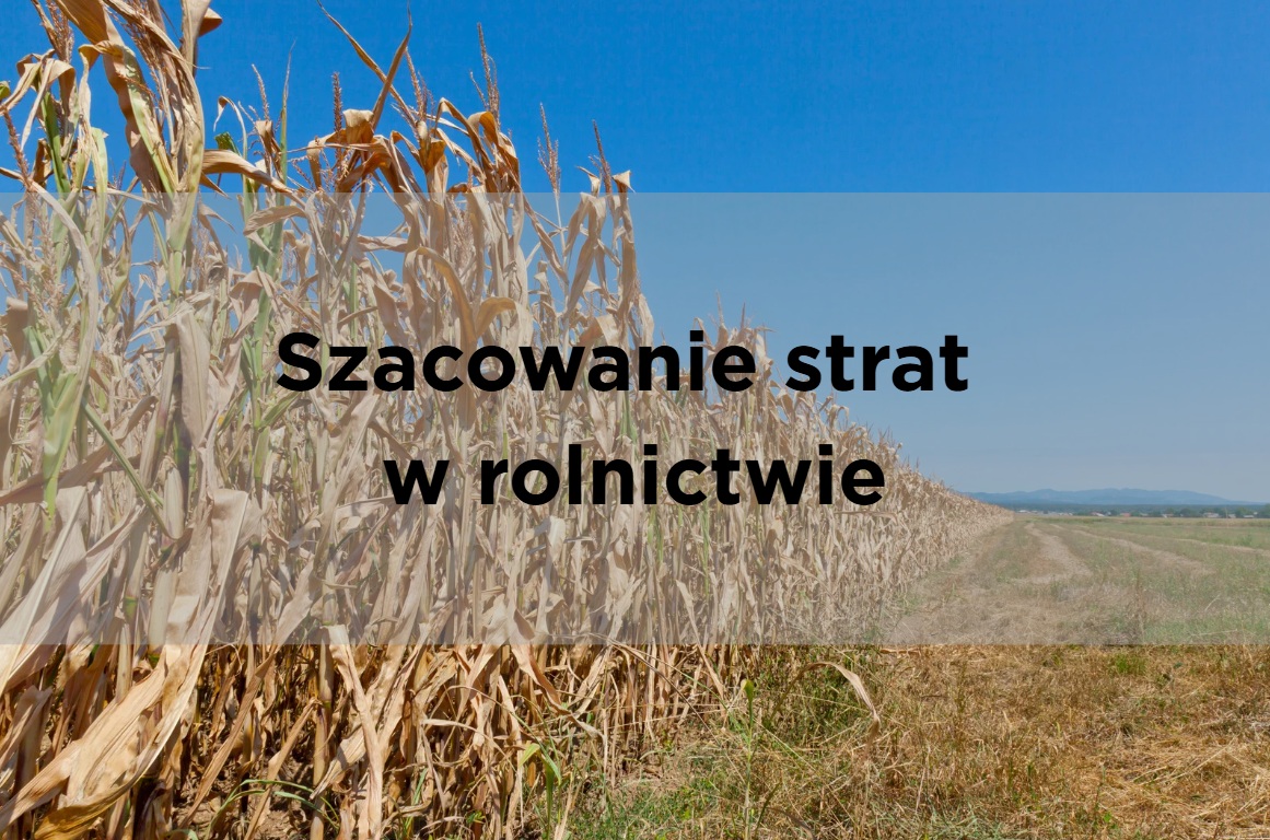 (link otworzy duże zdjęcie)