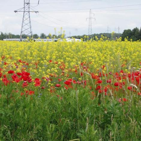 Zdjęcie z galerii Wycieczka do Białośliwia