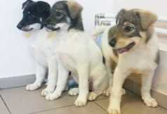 (link otworzy duże zdjęcie)