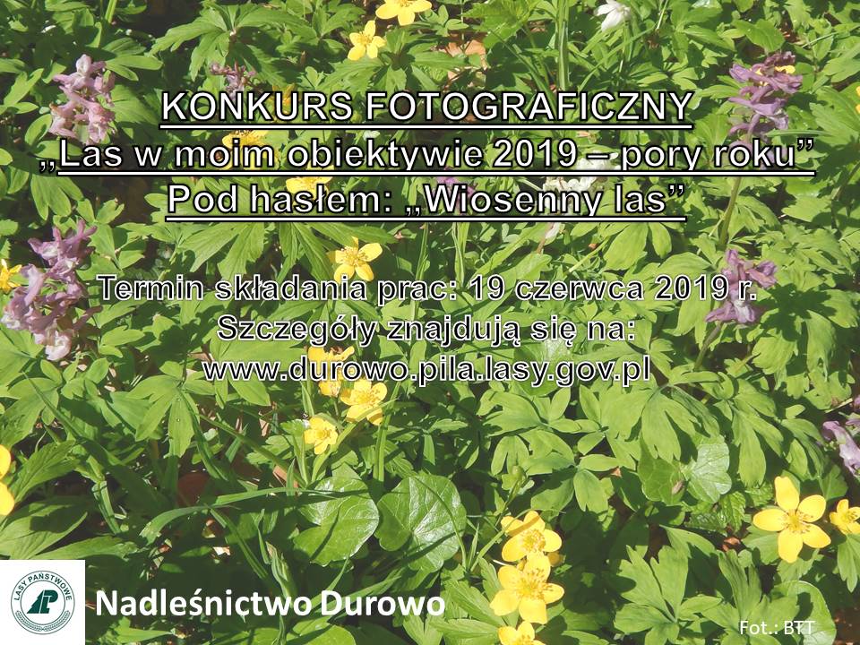 (link otworzy duże zdjęcie)