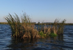 bioróżnorodność (link otworzy duże zdjęcie)