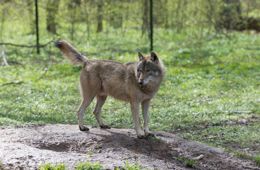 wilk (link otworzy duże zdjęcie)