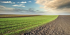 fot. AdobeStock (link otworzy duże zdjęcie)