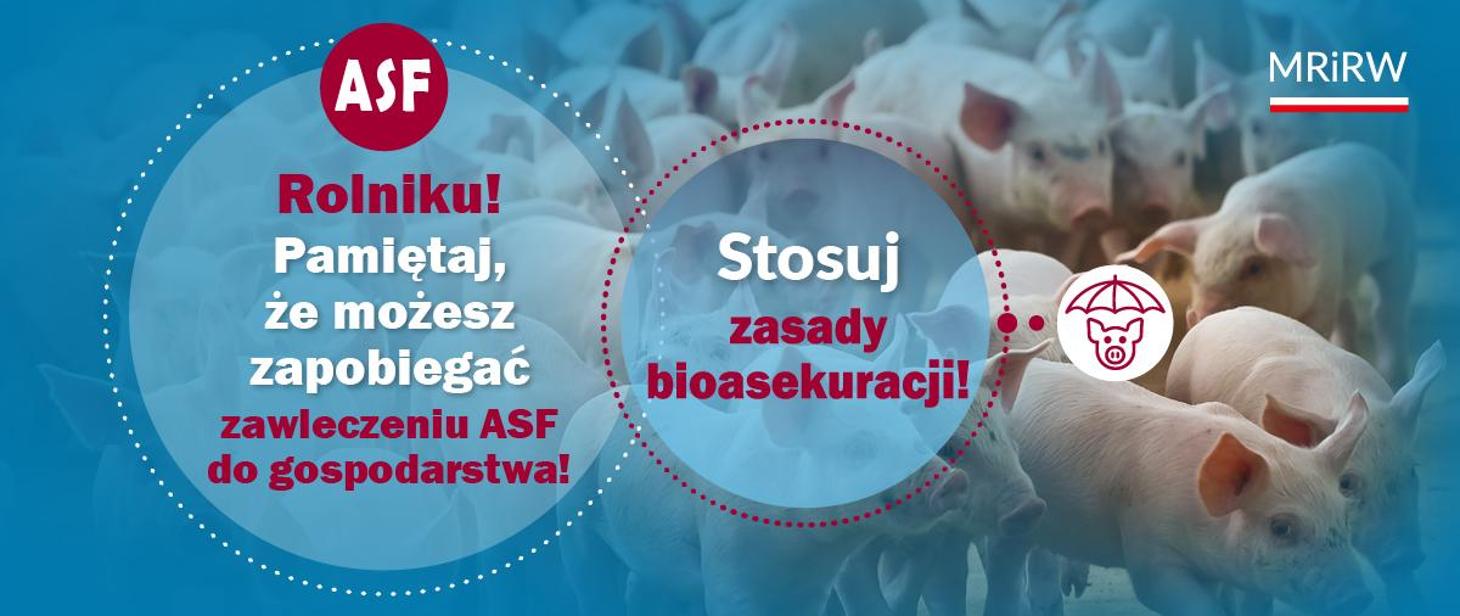 asf (link otworzy duże zdjęcie)