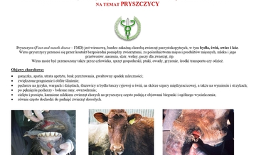 pryszczyca