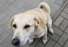  (link otworzy duże zdjęcie)