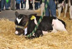  (link otworzy duże zdjęcie)