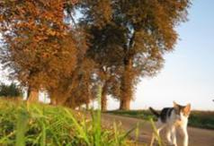  (link otworzy duże zdjęcie)