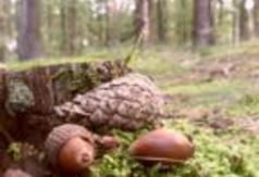  (link otworzy duże zdjęcie)