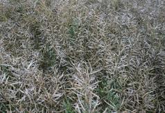  (link otworzy duże zdjęcie)